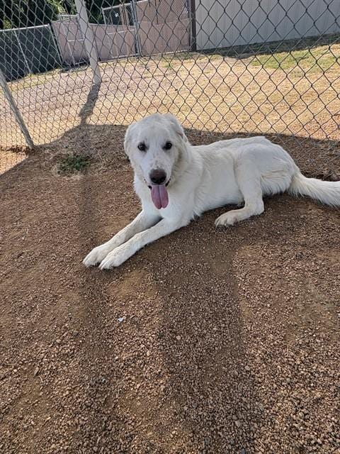 Photo of Kinto, adoptable Great Pyrenees in Killeen, Texas