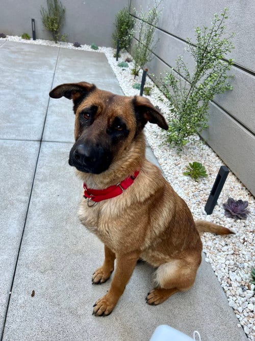 Photo of Roxie, adoptable Belgian Shepherd Malinois in Dana Point, California