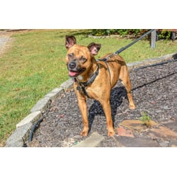 Photo of Noel, adoptable Catahoula Leopard Dog Australian Cattle Dog in Irmo, South Carolina