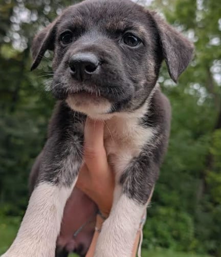Photo of Asiago, adoptable Great Pyrenees in Brooklyn Center, Minnesota