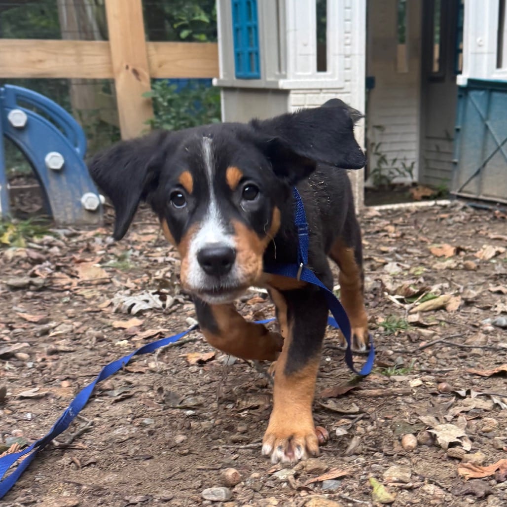 Photo of Nova, adoptable Greater Swiss Mountain Dog in West Chester, Pennsylvania