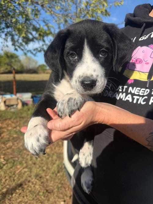 Photo of Ranger, adoptable Border Collie in OKLAHOMA CITY, Oklahoma