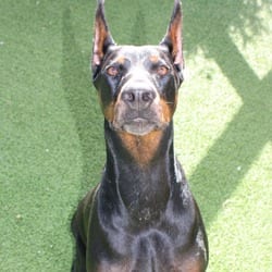 Photo of Yailenys 6313, adoptable Doberman Pinscher in Loxahatchee, Florida