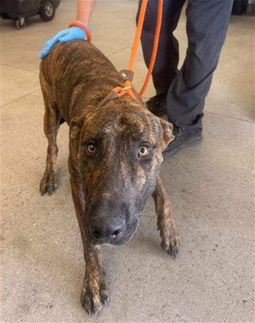 Photo of Gooby, adoptable American Pit Bull Terrier in Mesa, Arizona
