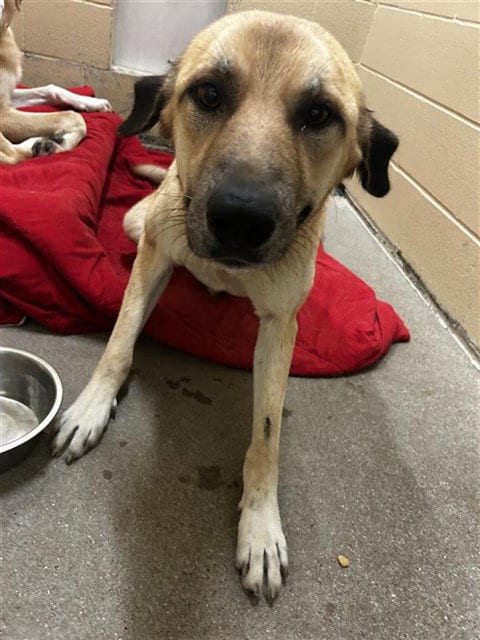 Photo of Peaches, adoptable Labrador Retriever in Waco, Texas