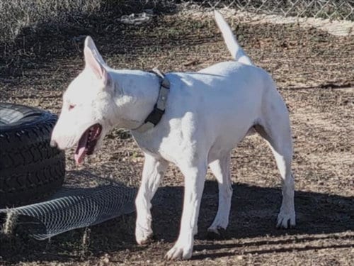 Photo of Chico, adoptable Bull Terrier in Santa Fe, New Mexico