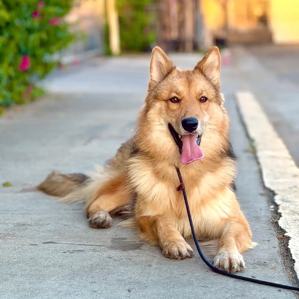 Photo of Mariah, adoptable Shepherd in Agoura Hills, California