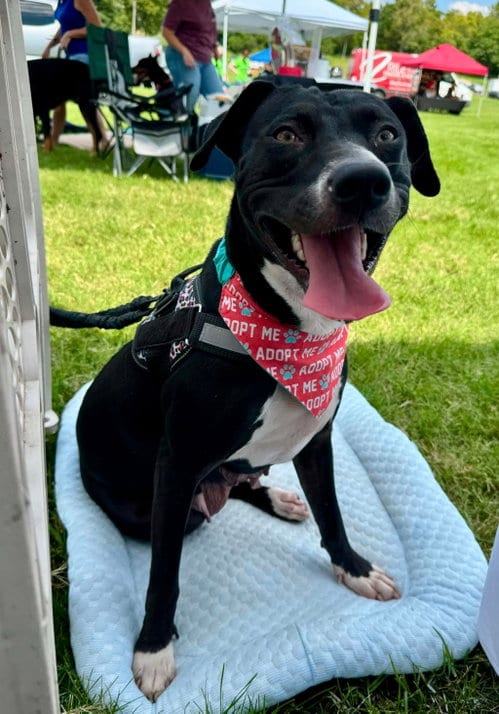 Photo of Coffee, adoptable American Pit Bull Terrier in Germantown, Ohio