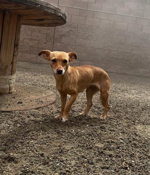 Photo of Pumpkin, adoptable Chihuahua in Thousand Palms, California