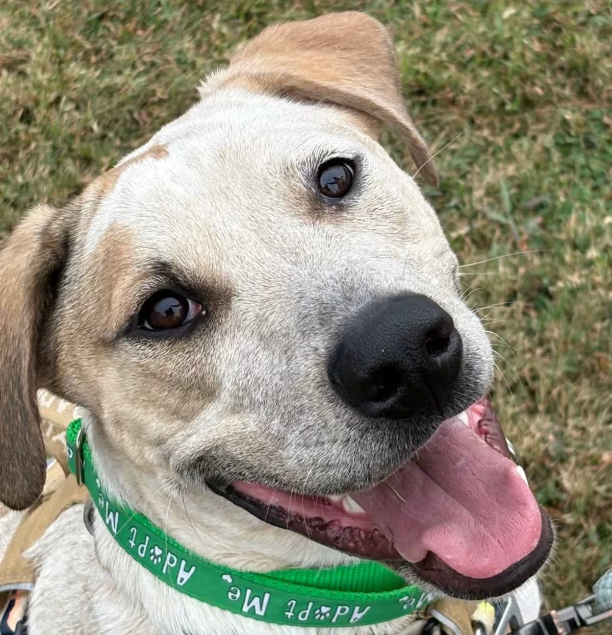 Photo of Katrina, adoptable Australian Cattle Dog Hound (Unknown Type) in Waxhaw, North Carolina