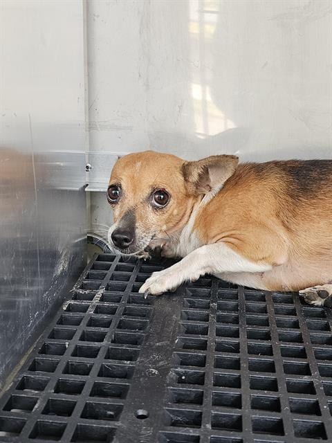 Photo of Mustard, adoptable Mixed Breed