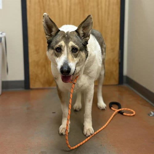 Photo of Panda, adoptable German Shepherd Dog in Modesto, California