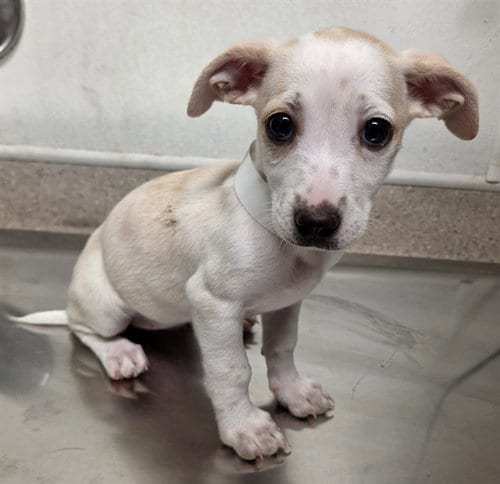 Photo of Ollie, adoptable Chihuahua in Bakersfield, California