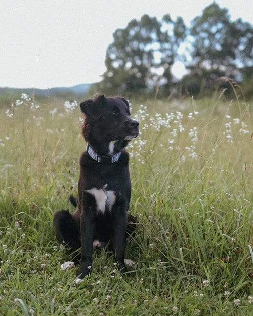 Photo of Asher, adoptable Border Collie in Royal Palm Beach, Florida