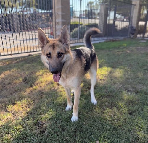 Photo of Brando, adoptable German Shepherd Dog in Riverside, California