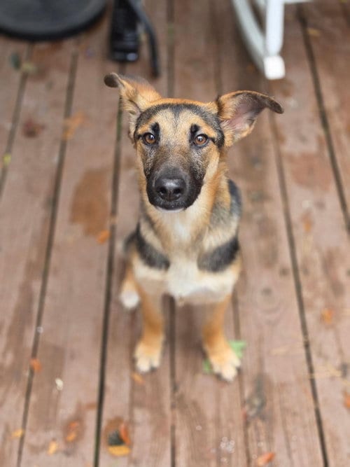 Photo of Elsie, adoptable German Shepherd Dog in Holly Springs, North Carolina