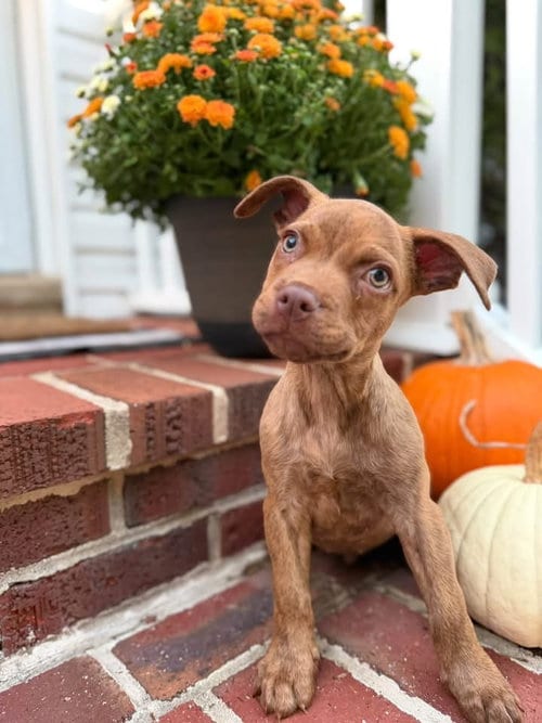 Photo of Sammy, adoptable Boxer in Berlin, New Jersey