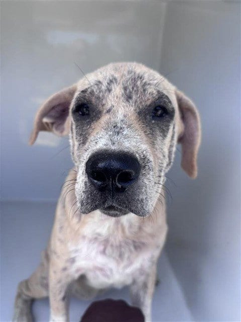 Photo of A663176, adoptable Catahoula Leopard Dog in Houston, Texas