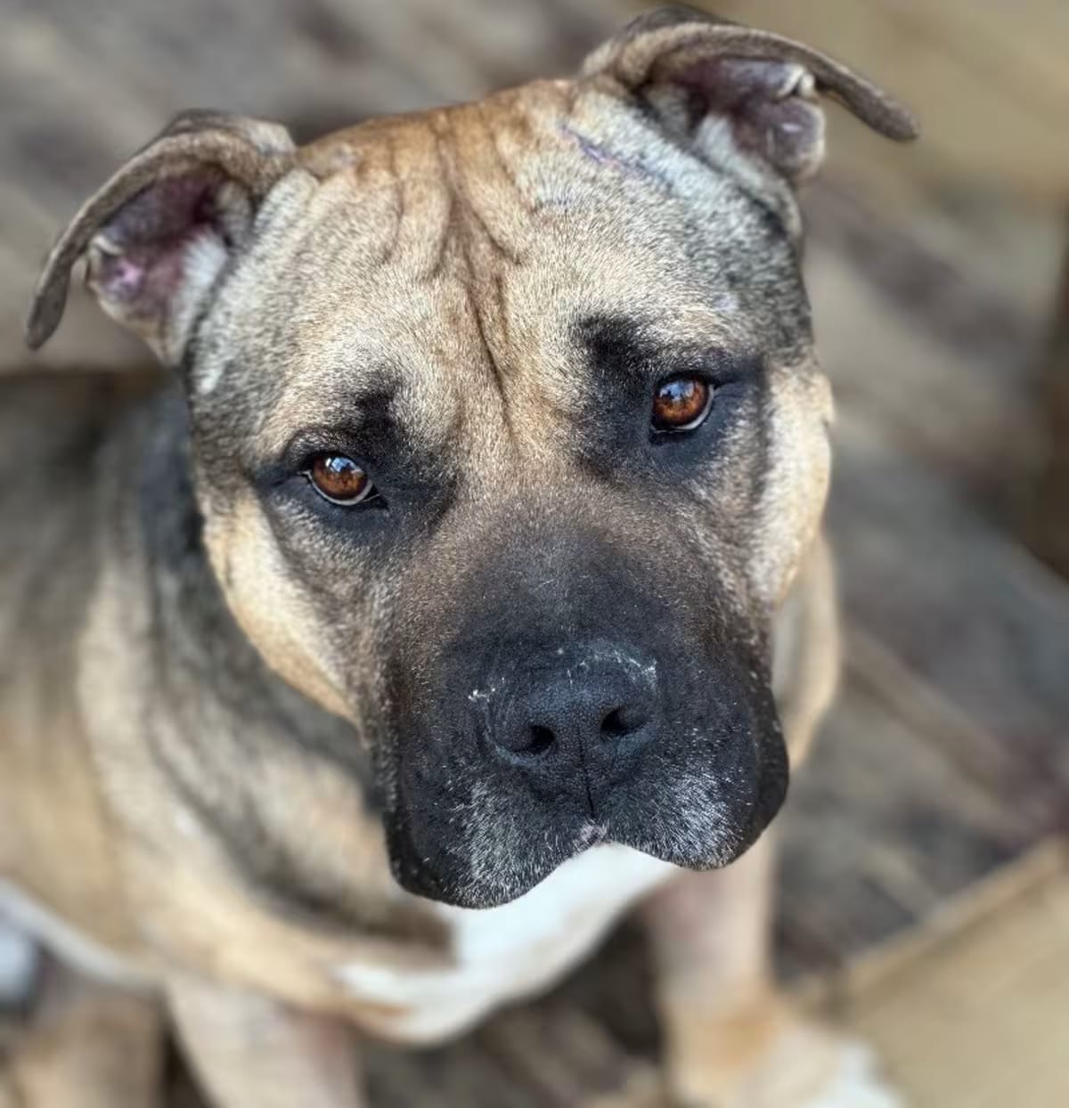 Photo of Big Man, adoptable American Bulldog in Trenton, Georgia