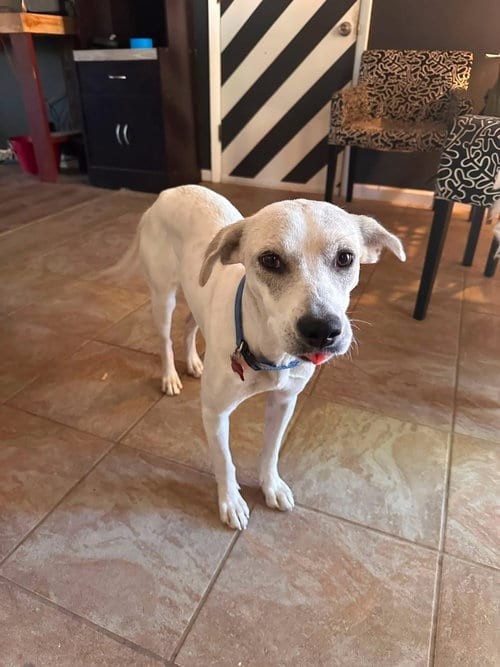 Photo of Didi, adoptable Unknown breed (short coat) in Fort Collins, Colorado