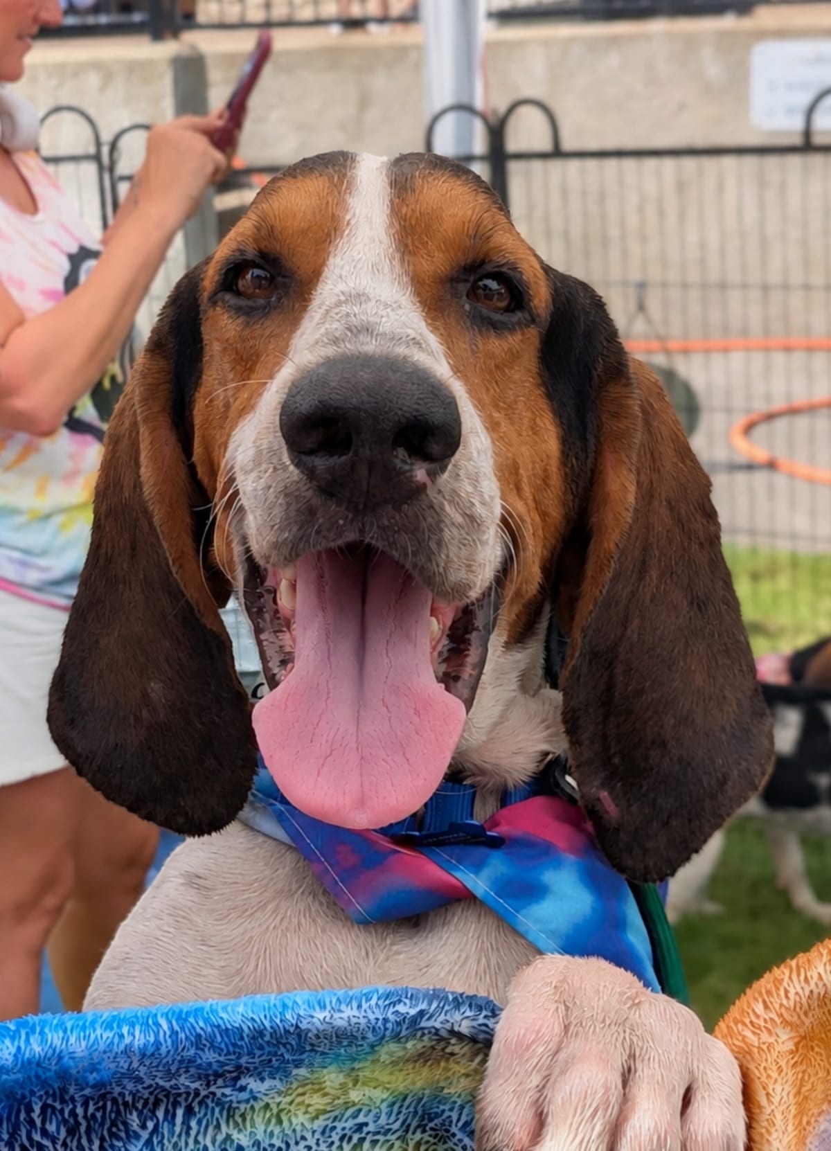 Photo of Riley Green, adoptable Treeing Walker Coonhound in Tulsa, Oklahoma