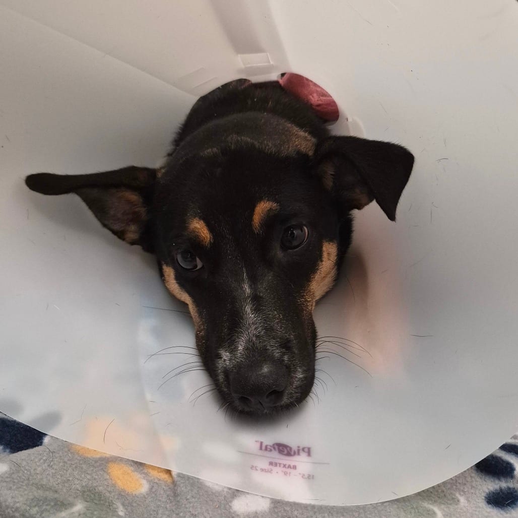 Photo of Twix, adoptable Shepherd / Mixed Breed (Medium) in Spartanburg, South Carolina