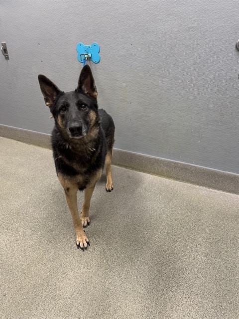 Photo of Nyx, adoptable German Shepherd Dog in Las Vegas, Nevada