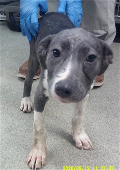 Photo of A480651, adoptable Staffordshire Bull Terrier in Oklahoma City, Oklahoma