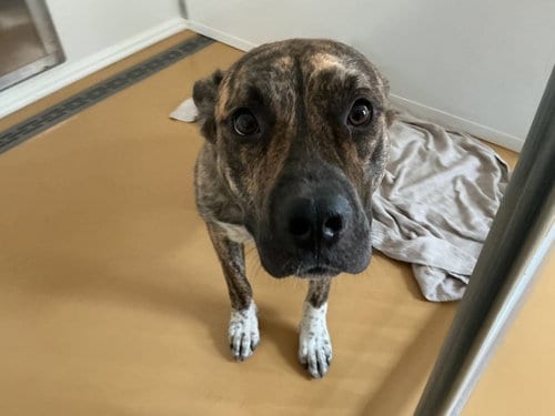 Photo of Muntz, adoptable Pit Bull Terrier in San Bernardino, California