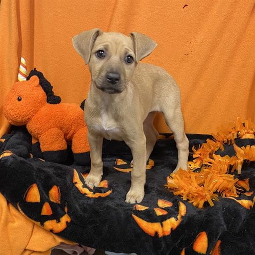 Photo of Inky, adoptable Pit Bull Terrier in Modesto, California