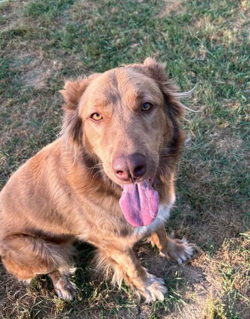 Photo of Junie, adoptable Shepherd in Holbrook, New York
