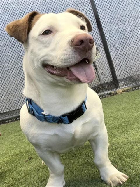 Photo of Brick, adoptable Pit Bull Terrier in Martinez, California