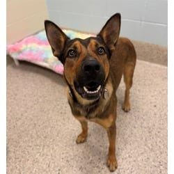 Photo of Fletcher, adoptable German Shepherd Dog in Brighton, Colorado
