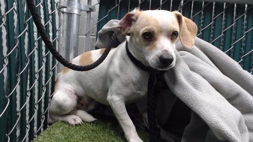 Photo of Buster, adoptable Beagle in Downey, California