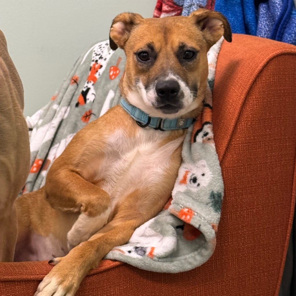 Photo of Alma, adoptable Mixed Breed (Medium) in Dayton, Ohio