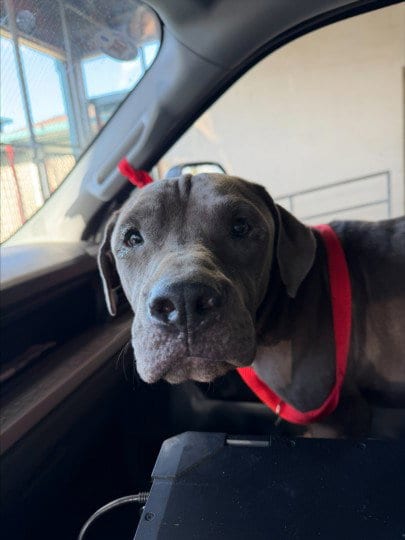 Photo of Bluee, adoptable Pit Bull Terrier in Texas City, Texas
