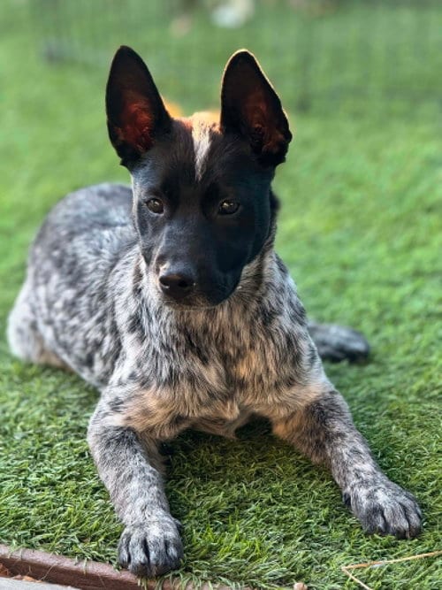 Photo of Norma Jean, adoptable Australian Shepherd in La Verne, California