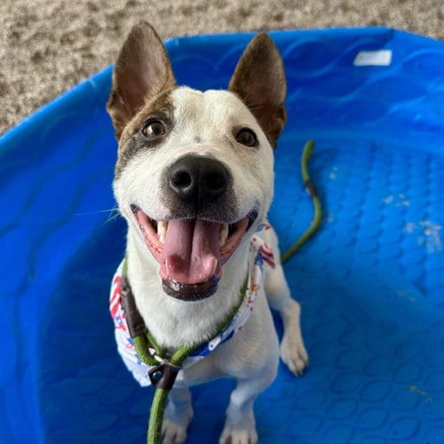 Photo of Spyro, adoptable Jack Russell Terrier (Parson Russell Terrier) in Mesa, Arizona