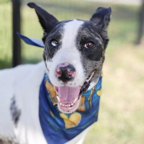 Photo of Francia, adoptable American Staffordshire Terrier in San Antonio, Texas