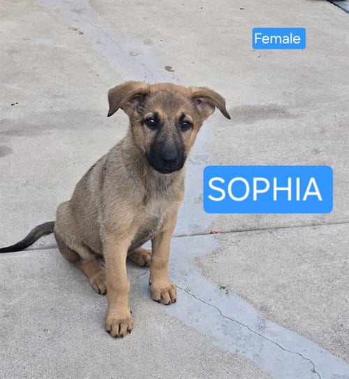 Photo of Sophia, adoptable German Shepherd Dog in Stockton, California