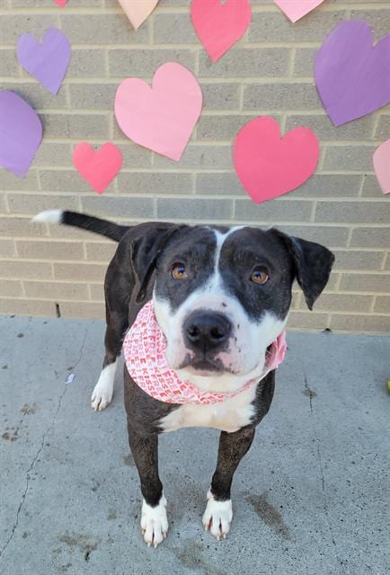 Photo of Stewy, adoptable Pit Bull Terrier in Dallas, Texas