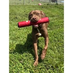 Photo of Carl, adoptable Mixed Breed (Medium) in Georgetown, Delaware