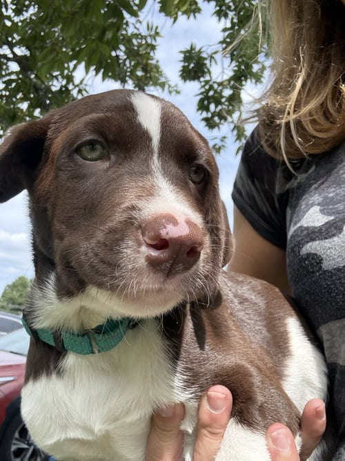 Photo of Bodie, adoptable Labrador Retriever in Parker Ford, Pennsylvania