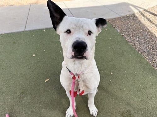 Photo of Magician, adoptable American Pit Bull Terrier in Phoenix, Arizona