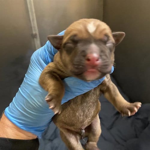 Photo of Whizzer, adoptable Pit Bull Terrier in Modesto, California