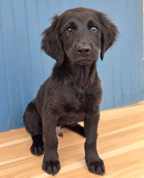 Photo of Toffee, adoptable Labrador Retriever in Sedalia, Colorado
