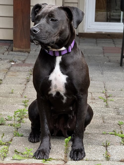 Photo of Winona, adoptable Labrador Retriever in Herndon, Virginia