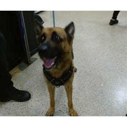 Photo of Nala, adoptable German Shepherd Dog in Doral, Florida