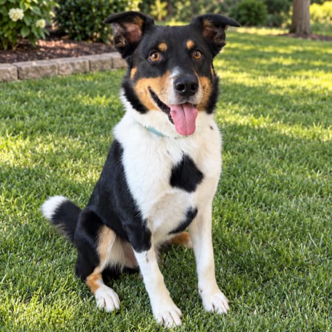 Photo of Malarkey, adoptable Border Collie in Fargo, North Dakota