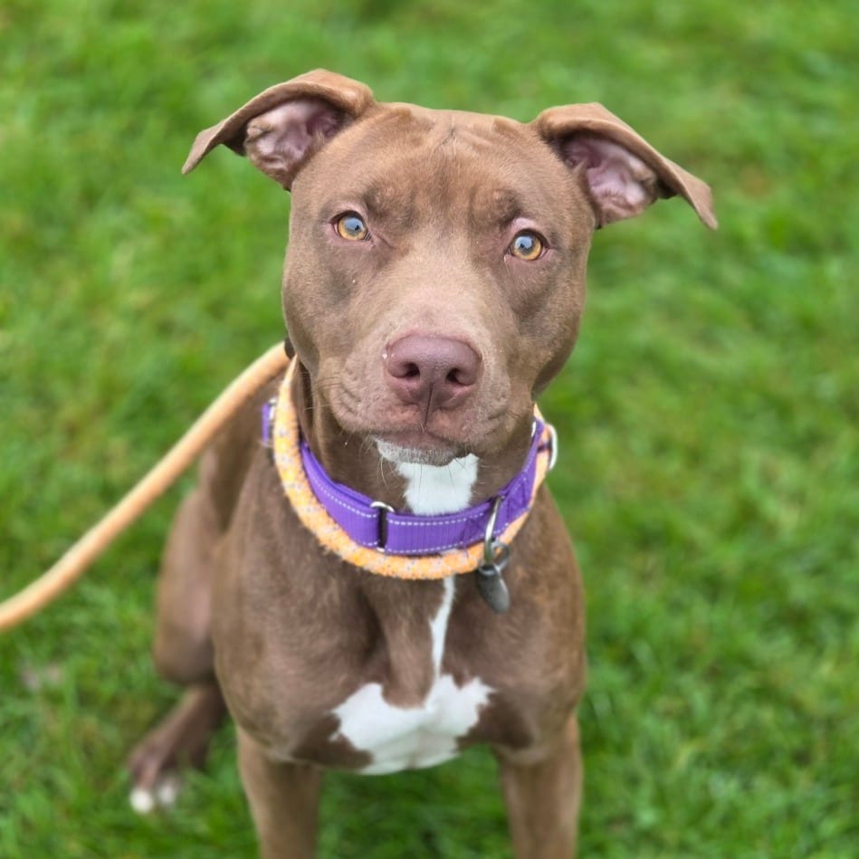 Photo of Maple, adoptable Retriever, Labrador in Pittsford, Vermont